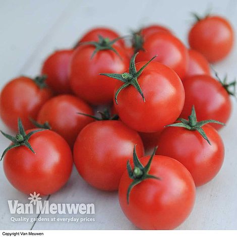 Tomato 'Gardener's Delight' (Grafted)