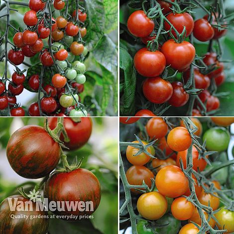 Nurseryman's Choice Tomatoes