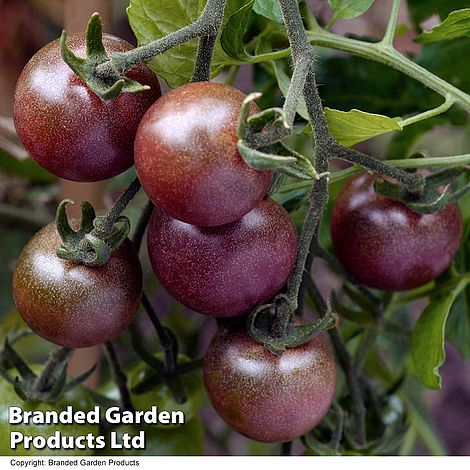 Tomato 'Black Cherry'