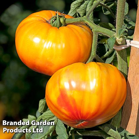 Tomato 'Buffalosun' F1