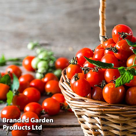 Tomato 'Consuelo' (Crimson Cherry)