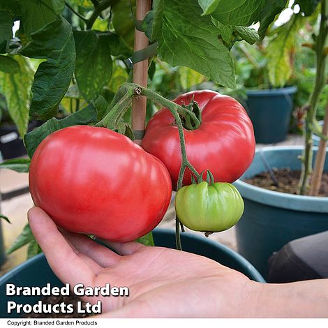 Tomato Crimson Blush Blight Resistant F1 (Rose Crush)