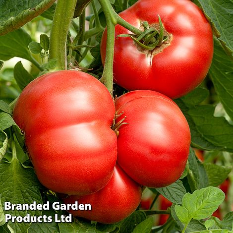 Tomato 'Crimson Blush'