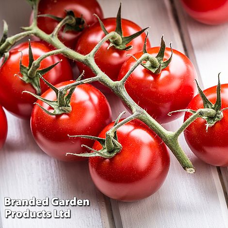 Tomato 'Crimson Cherry'