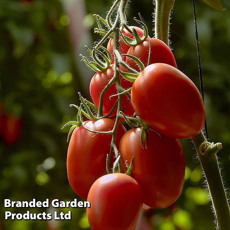 Tomato 'Nagina' F1