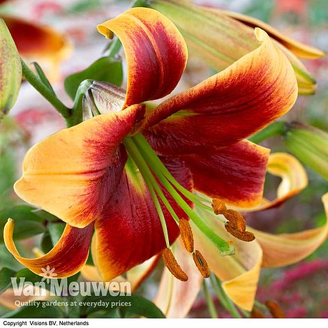 Tree Lily 'Debby'