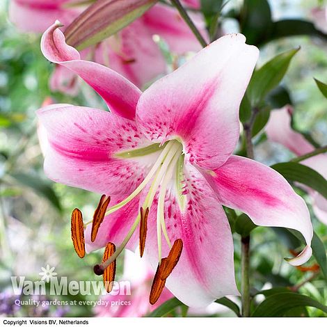 Tree Lily 'Anastasia'