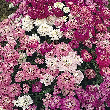 Candytuft 'Dwarf Fairy' (Start-A-Garden™ Range)