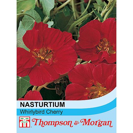 Nasturtium 'Whirlybird Cherry'