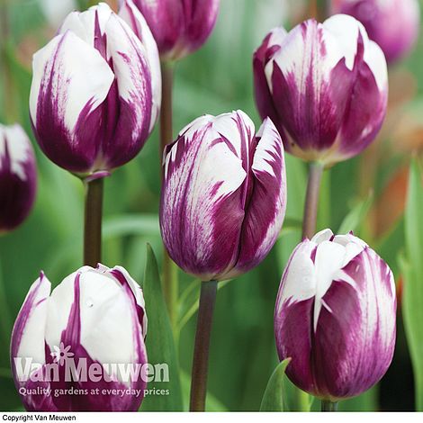 Tulip 'Blueberry Ripple'