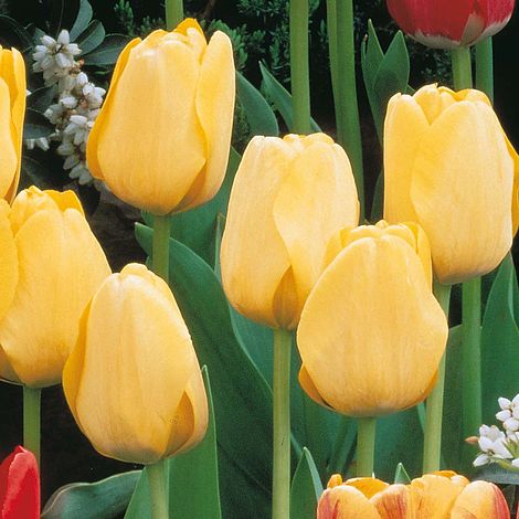 Tulip YOKOHAMA