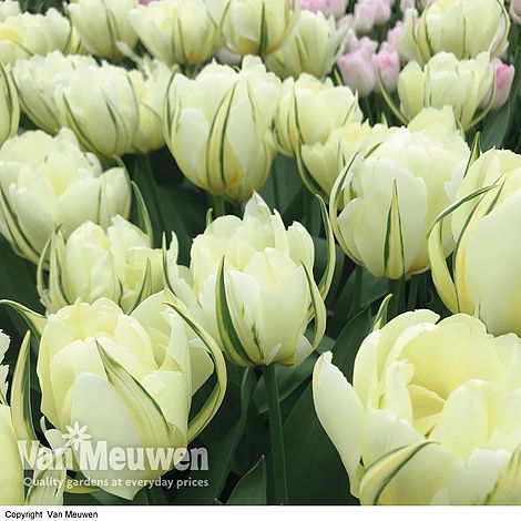 Tulip 'White Valley'