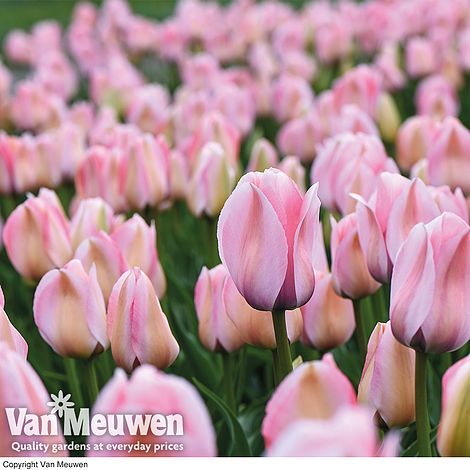 Tulip 'Bella Blush'