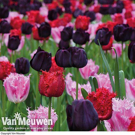 Tulip 'Berry Sorbet'