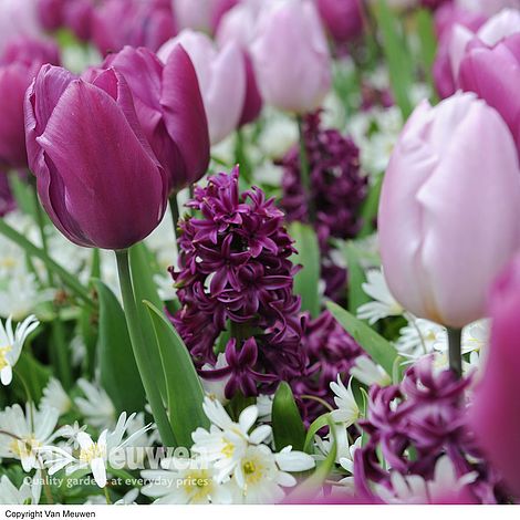 Tulip, Hyacinth & Anemone Mix