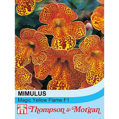 Mimulus x hybridus 'Magic Yellow Flame' F1 Hybrid