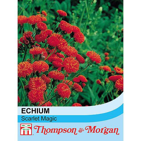 Emilia coccinea 'Scarlet Magic' - Seeds