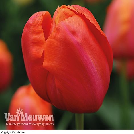 Tulip 'Avignon'