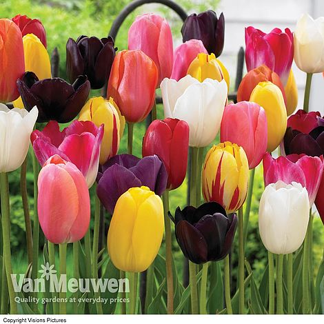 Tulip 'Everlasting Mixed'