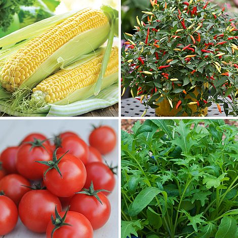 Nurserymans Choice Vegetable Seeds