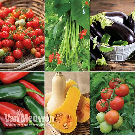 Nurseryman's Choice Vegetable Collection