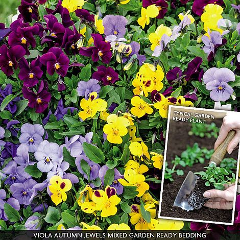 Viola 'Autumn Jewels Mixed' (Garden Ready)