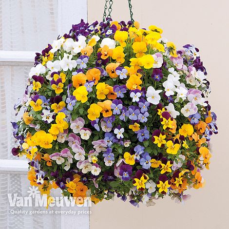 Viola (Ice Babies) 'Teardrops Mixed' (Pre-planted Hanging Basket)