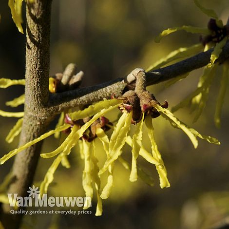 Hamamelis x intermedia 'Arnold Promise'