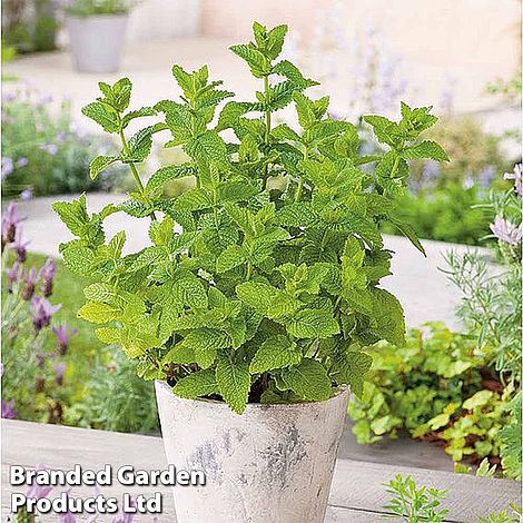 Mint 'Moroccan'