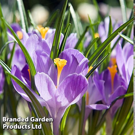 Crocus 'Grand Maitre'