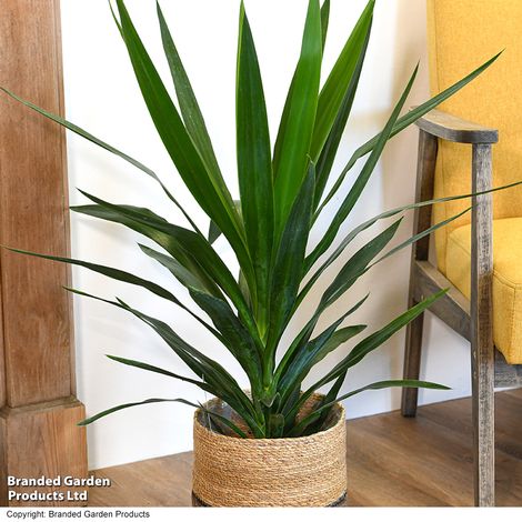 Yucca elephantipes (No Stem)