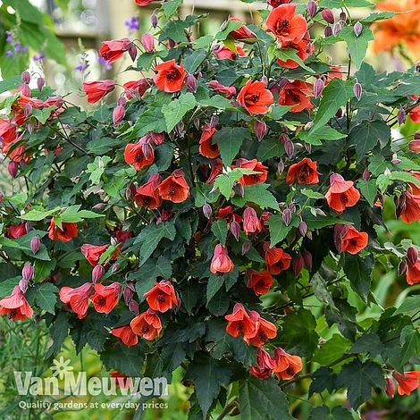 Abutilon megapotamicum 'Big Bell' (Patio Standard)