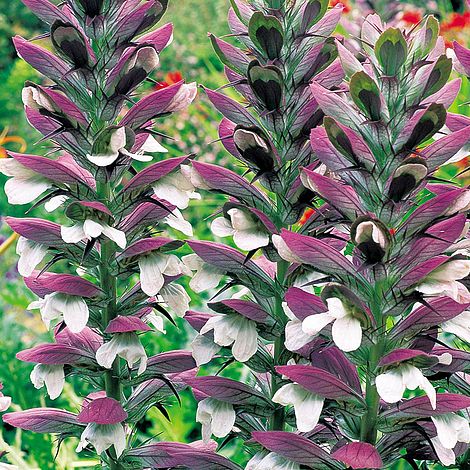 acanthus mollis van meuwen