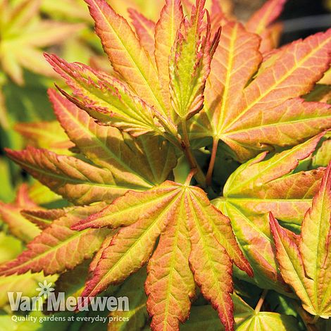 Acer palmatum 'Orange Dream'