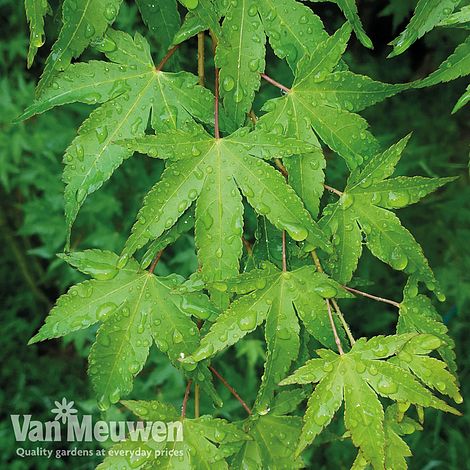 Acer palmatum 'Going Green'