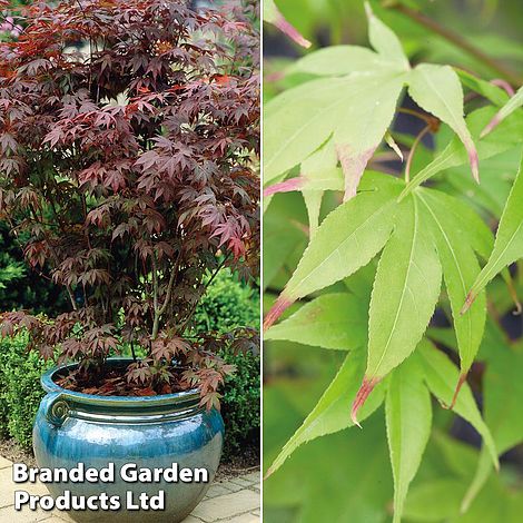 Acer palmatum Duo