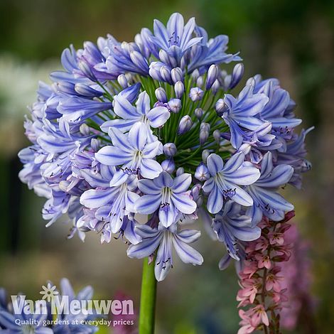 Agapanthus 'Full Moon'