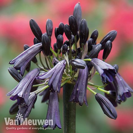 Agapanthus 'Black Magic'