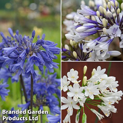 Agapanthus Everpanthus Collection