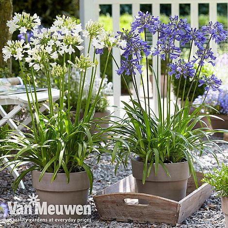 Agapanthus Blue & White Collection