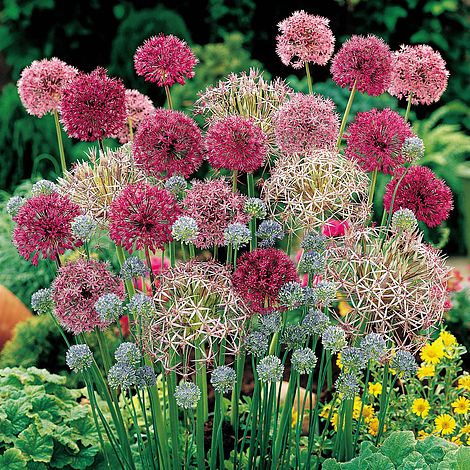 Allium 'Cottage Garden Collection' | Van Meuwen