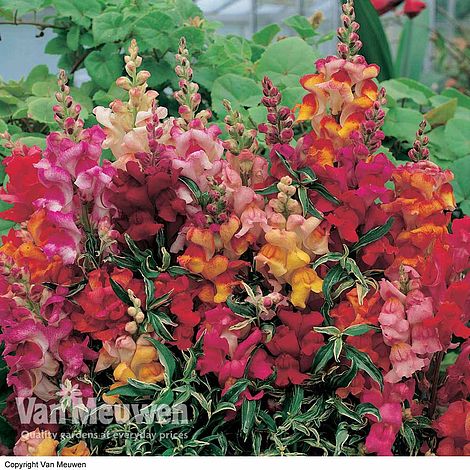 Antirrhinum 'Frosted Flames' (Seeds)