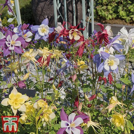 Aquilegia 'Pretty Bonnets Mix'