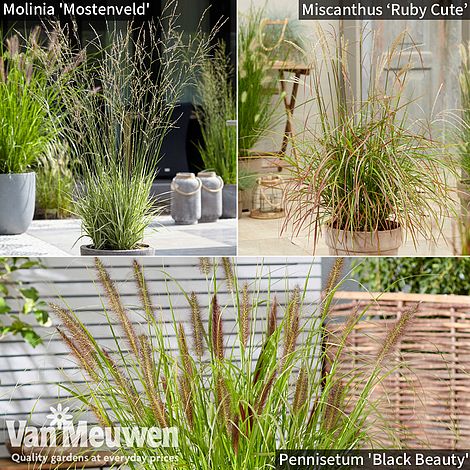 Architectural Grasses Collection