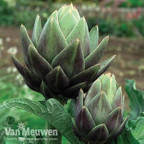 Globe Artichoke 'Green Globe Improved' F1 Hybrid