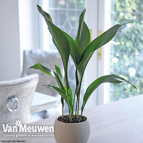 Aspidistra elatior (House Plant)