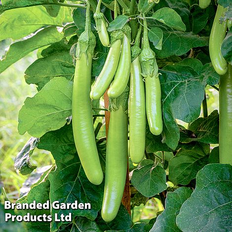 Aubergine 'Green Knight' F1