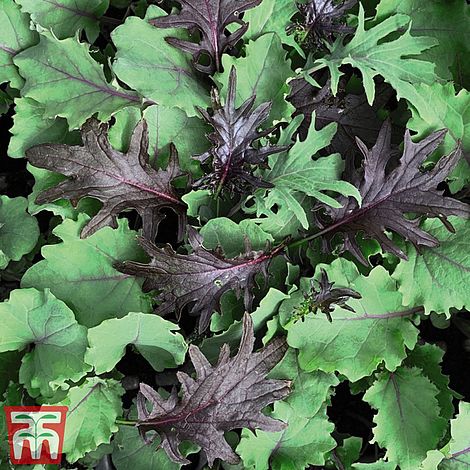 Kale 'Babyleaf Mix'