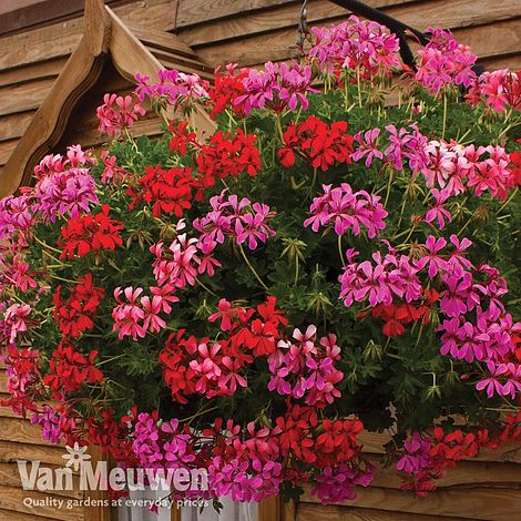 Geranium 'Balcon Mix' Pre-Planted Basket