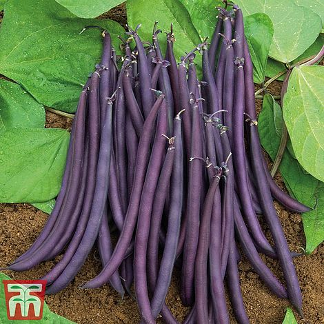 Dwarf Bean 'Amethyst' - Kew Collection Seeds